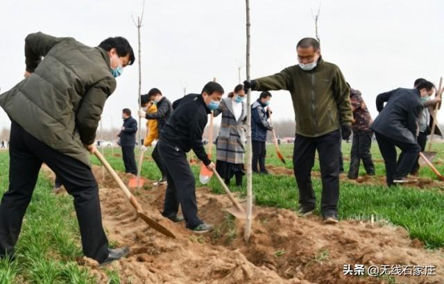 国槐树佳选指南：全新价格行情一览，美好家园添绿意